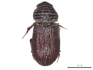  (Rhyssemodes sindicus - CCDB-45168-B02)  @11 [ ] CreativeCommons - Attribution Share - Alike (2023) CBG Photography Group Centre for Biodiversity Genomics