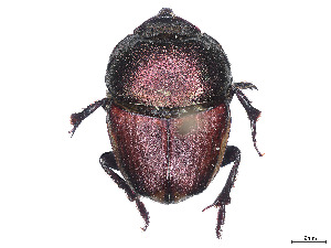  (Phalops flavocinctus - CCDB-45168-H02)  @11 [ ] CreativeCommons - Attribution Share - Alike (2023) CBG Photography Group Centre for Biodiversity Genomics
