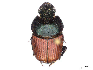  (Phalops wittei - CCDB-45168-H03)  @11 [ ] CreativeCommons - Attribution Share - Alike (2023) CBG Photography Group Centre for Biodiversity Genomics