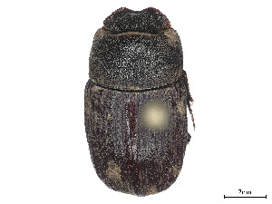  (Sarophorus - CCDB-45168-H07)  @11 [ ] CreativeCommons - Attribution Share - Alike (2023) CBG Photography Group Centre for Biodiversity Genomics