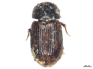  (Pardalosus neodistinctus - CCDB-45169-H08)  @11 [ ] CreativeCommons - Attribution Share - Alike (2023) CBG Photography Group Centre for Biodiversity Genomics