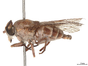  ( - CCDB-45170-A06)  @11 [ ] CreativeCommons - Attribution Share - Alike (2023) CBG Photography Group Centre for Biodiversity Genomics
