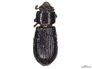  (Macrolinus weberi - CCDB-45170-E07)  @11 [ ] CreativeCommons - Attribution Share - Alike (2023) CBG Photography Group Centre for Biodiversity Genomics
