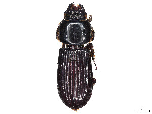  (Ophrygonius singapurae - CCDB-45170-E11)  @11 [ ] CreativeCommons - Attribution Share - Alike (2023) CBG Photography Group Centre for Biodiversity Genomics