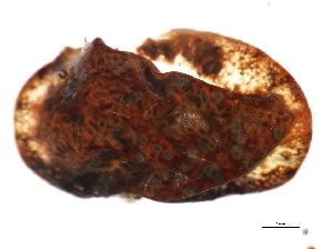  ( - EAC040-10)  @11 [ ] CreativeCommons - Attribution (2010) CBG Photography Group Centre for Biodiversity Genomics