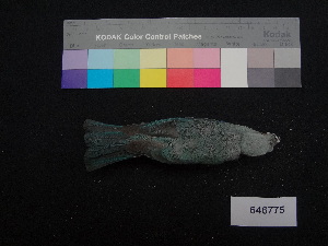  ( - 646775)  @12 [ ] CreativeCommons - Attribution Non-Commercial Share-Alike (2013) Unspecified National Museum of Natural History, Smithsonian Institution