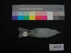  ( - 646775)  @12 [ ] CreativeCommons - Attribution Non-Commercial Share-Alike (2013) Unspecified National Museum of Natural History, Smithsonian Institution