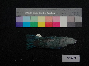  ( - 646778)  @12 [ ] CreativeCommons - Attribution Non-Commercial Share-Alike (2013) Unspecified National Museum of Natural History, Smithsonian Institution
