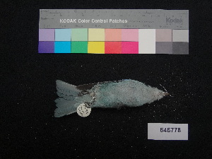  ( - 646778)  @12 [ ] CreativeCommons - Attribution Non-Commercial Share-Alike (2013) Unspecified National Museum of Natural History, Smithsonian Institution