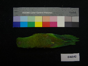  ( - 646942)  @12 [ ] CreativeCommons - Attribution Non-Commercial Share-Alike (2013) Unspecified National Museum of Natural History, Smithsonian Institution