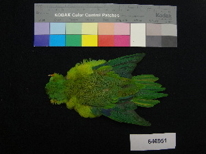  ( - 646951)  @13 [ ] CreativeCommons - Attribution Non-Commercial Share-Alike (2013) Unspecified National Museum of Natural History, Smithsonian Institution