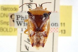  (Elasmostethus atricornis - CCDB-20828-D11)  @11 [ ] CreativeCommons - Attribution (2013) CBG Photography Group Centre for Biodiversity Genomics