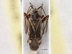  ( - CCDB-21309-H10)  @11 [ ] CreativeCommons - Attribution (2013) CBG Photography Group Centre for Biodiversity Genomics