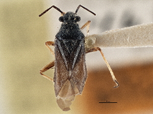  (Irbisia elongata - CCDB-21310-A12)  @11 [ ] CreativeCommons - Attribution (2013) CBG Photography Group Centre for Biodiversity Genomics