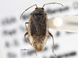  (Lygus bradleyi - CCDB-21310-B04)  @13 [ ] CreativeCommons - Attribution (2013) CBG Photography Group Centre for Biodiversity Genomics