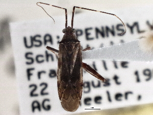 (Phytocoris antennalis - CCDB-21310-C07)  @11 [ ] CreativeCommons - Attribution (2013) CBG Photography Group Centre for Biodiversity Genomics