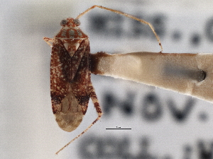  (Phytocoris depictus - CCDB-21310-D04)  @11 [ ] CreativeCommons - Attribution (2013) CBG Photography Group Centre for Biodiversity Genomics