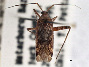  (Phytocoris dreisbachi - CCDB-21310-D06)  @14 [ ] CreativeCommons - Attribution (2013) CBG Photography Group Centre for Biodiversity Genomics