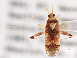  (Phytocoris infuscatus - CCDB-21310-D11)  @11 [ ] CreativeCommons - Attribution (2013) CBG Photography Group Centre for Biodiversity Genomics