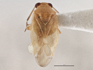  ( - CCDB-21311-C01)  @11 [ ] CreativeCommons - Attribution (2013) CBG Photography Group Centre for Biodiversity Genomics