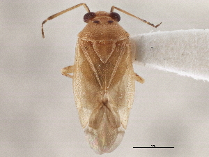  ( - CCDB-21311-C02)  @11 [ ] CreativeCommons - Attribution (2013) CBG Photography Group Centre for Biodiversity Genomics