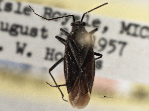  (Prepops borealis - CCDB-21311-C09)  @11 [ ] CreativeCommons - Attribution (2013) CBG Photography Group Centre for Biodiversity Genomics