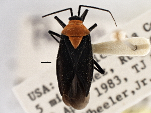  (Prepops insitivus - CCDB-21311-D06)  @11 [ ] CreativeCommons - Attribution (2013) CBG Photography Group Centre for Biodiversity Genomics