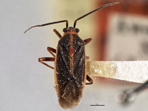  (Prepops zonatus - CCDB-21311-D11)  @11 [ ] CreativeCommons - Attribution (2013) CBG Photography Group Centre for Biodiversity Genomics