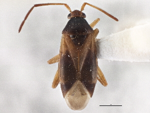  ( - CCDB-21311-G06)  @11 [ ] CreativeCommons - Attribution (2013) CBG Photography Group Centre for Biodiversity Genomics