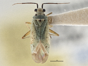  ( - CCDB-21311-H06)  @11 [ ] CreativeCommons - Attribution (2013) CBG Photography Group Centre for Biodiversity Genomics