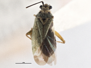  (Ilnacora chloris - CCDB-21311-H07)  @11 [ ] CreativeCommons - Attribution (2013) CBG Photography Group Centre for Biodiversity Genomics
