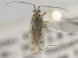  (Ilnacora stalii - CCDB-21311-H08)  @11 [ ] CreativeCommons - Attribution (2013) CBG Photography Group Centre for Biodiversity Genomics