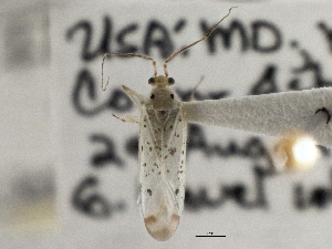  ( - CCDB-21311-H09)  @11 [ ] CreativeCommons - Attribution (2013) CBG Photography Group Centre for Biodiversity Genomics