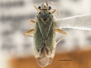  (Ilnacora vittifrons - CCDB-21311-H11)  @11 [ ] CreativeCommons - Attribution (2013) CBG Photography Group Centre for Biodiversity Genomics