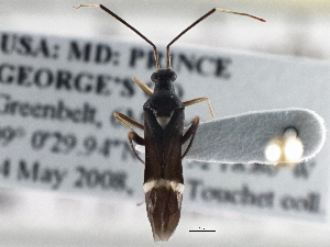  ( - CCDB-21312-F04)  @13 [ ] CreativeCommons - Attribution (2013) CBG Photography Group Centre for Biodiversity Genomics