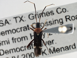  ( - CCDB-21312-F06)  @13 [ ] CreativeCommons - Attribution (2013) CBG Photography Group Centre for Biodiversity Genomics