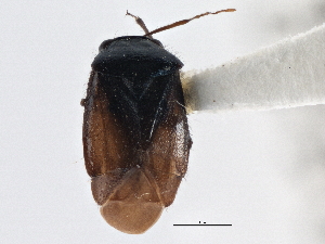  ( - CCDB-21312-G04)  @11 [ ] CreativeCommons - Attribution (2013) CBG Photography Group Centre for Biodiversity Genomics