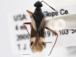  ( - CCDB-21312-G08)  @13 [ ] CreativeCommons - Attribution (2013) CBG Photography Group Centre for Biodiversity Genomics
