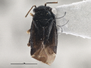  ( - CCDB-21312-H04)  @11 [ ] CreativeCommons - Attribution (2013) CBG Photography Group Centre for Biodiversity Genomics