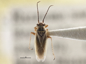  (Conostethus americanus - CCDB-21313-A05)  @11 [ ] CreativeCommons - Attribution (2013) CBG Photography Group Centre for Biodiversity Genomics