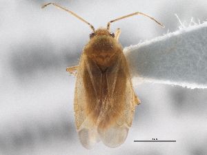  ( - CCDB-21313-D01)  @13 [ ] CreativeCommons - Attribution (2013) CBG Photography Group Centre for Biodiversity Genomics