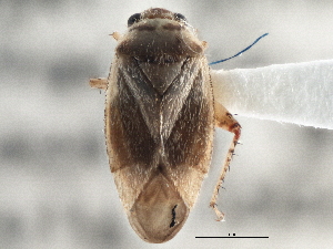  ( - CCDB-21314-A09)  @14 [ ] CreativeCommons - Attribution (2013) CBG Photography Group Centre for Biodiversity Genomics