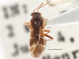  ( - CCDB-21314-B02)  @11 [ ] CreativeCommons - Attribution (2013) CBG Photography Group Centre for Biodiversity Genomics