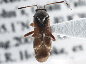  (Pilophorus clavatus - CCDB-21314-B03)  @15 [ ] CreativeCommons - Attribution (2013) CBG Photography Group Centre for Biodiversity Genomics