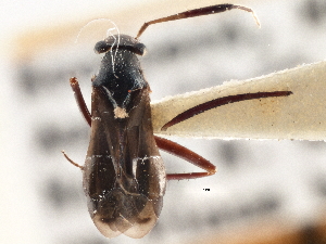  (Pilophorus crassipes - CCDB-21314-B04)  @11 [ ] CreativeCommons - Attribution (2013) CBG Photography Group Centre for Biodiversity Genomics