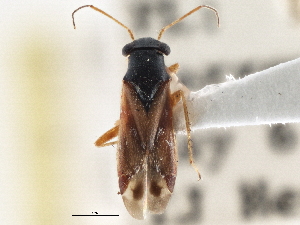  ( - CCDB-21314-B09)  @11 [ ] CreativeCommons - Attribution (2013) CBG Photography Group Centre for Biodiversity Genomics