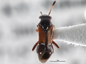  ( - CCDB-21314-B11)  @11 [ ] CreativeCommons - Attribution (2013) CBG Photography Group Centre for Biodiversity Genomics