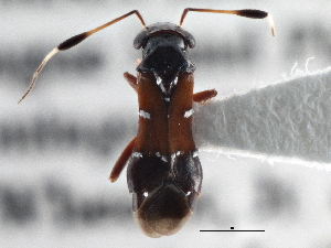  (Pilophorus laetus - CCDB-21314-C01)  @14 [ ] CreativeCommons - Attribution (2013) CBG Photography Group Centre for Biodiversity Genomics