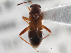  (Pilophorus neoclavatus - CCDB-21314-C03)  @15 [ ] CreativeCommons - Attribution (2013) CBG Photography Group Centre for Biodiversity Genomics