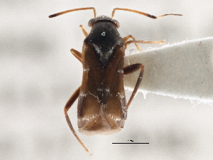  ( - CCDB-21314-C06)  @12 [ ] CreativeCommons - Attribution (2013) CBG Photography Group Centre for Biodiversity Genomics